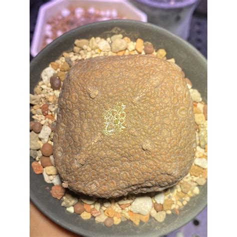 四方凝蹄玉|【四方擬蹄玉 Pseudolithos cubiforme】...